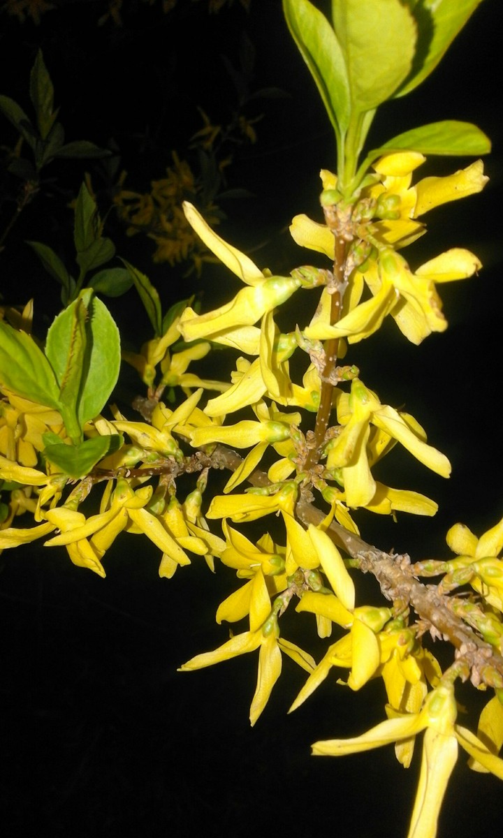 Laburnum