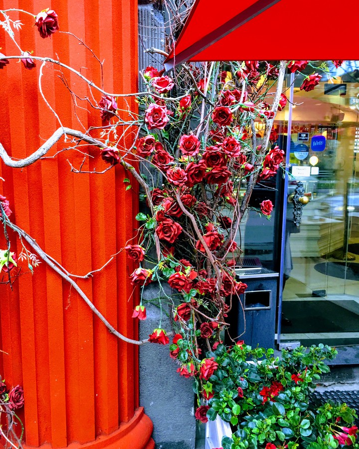 #red #roses