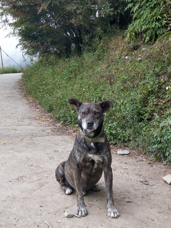 dog