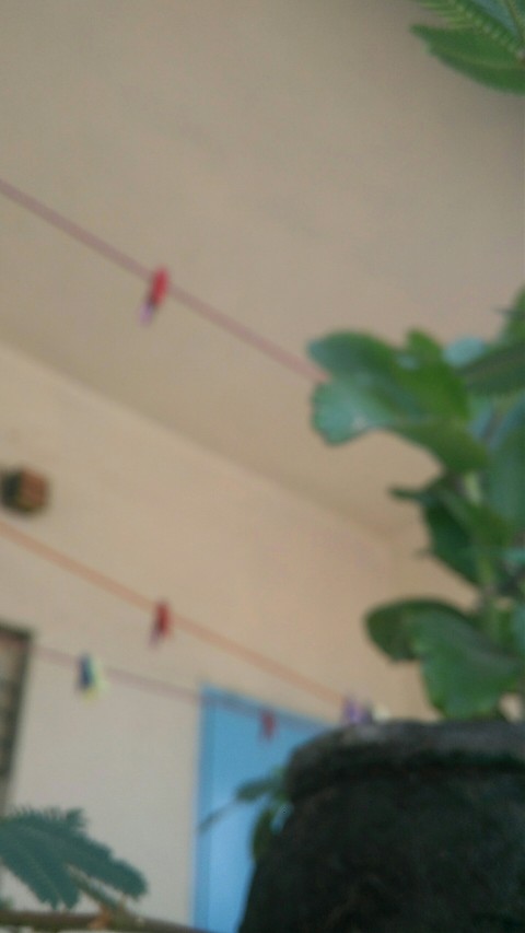 plant