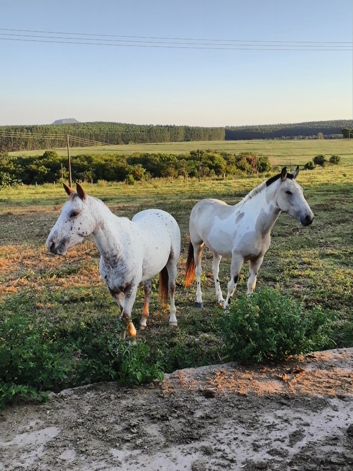 cavalos