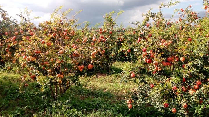 pomogranate