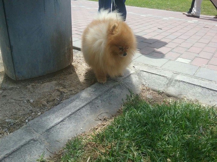 perrito