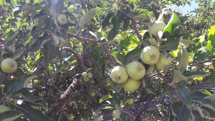 apple