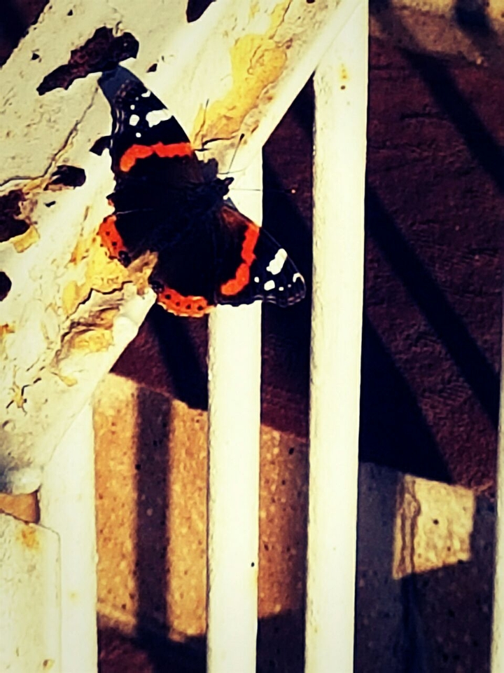 butterfly on the rustiness