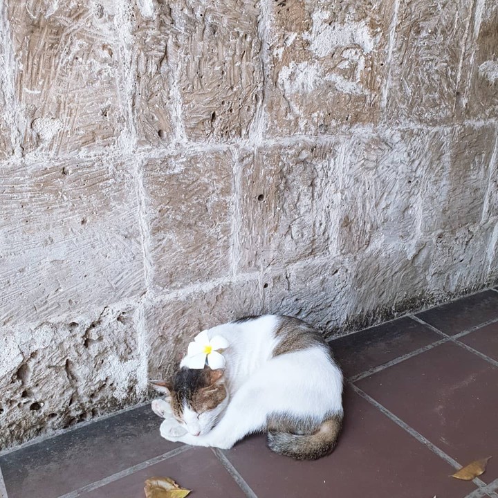 flower on cat