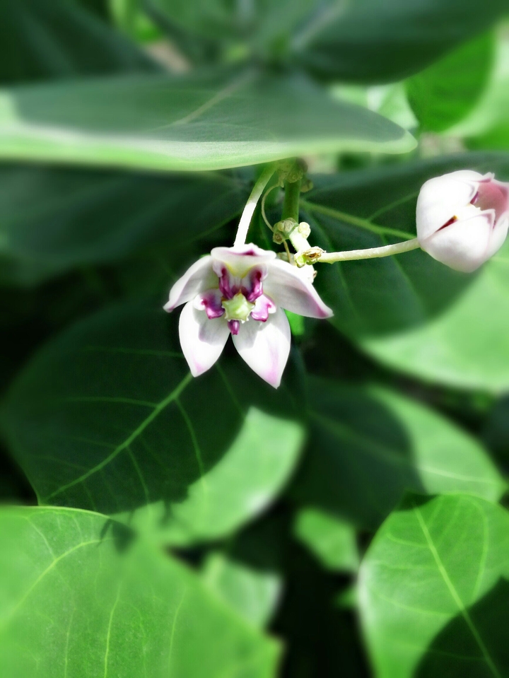 Spring Flower