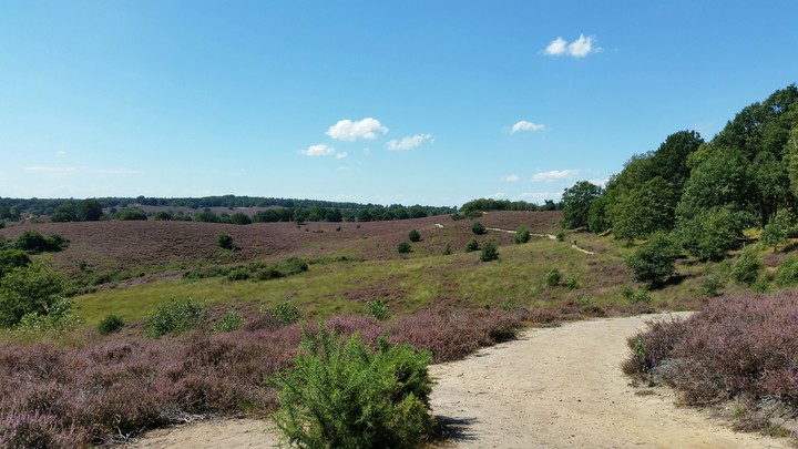 Heide Posbank Rheden, The Netherlands