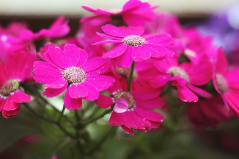 pink flower