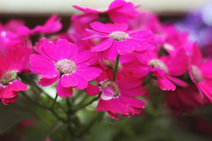 pink flower