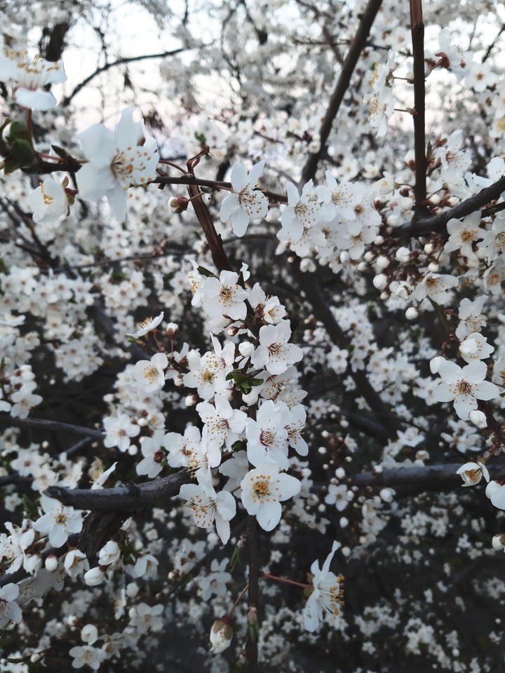 spring
