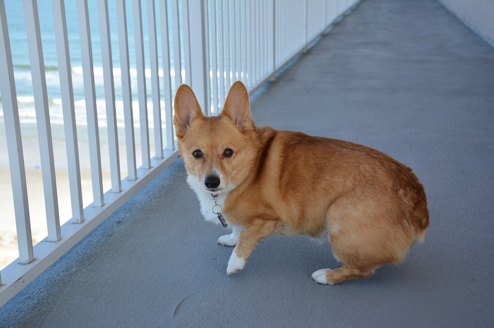 Corgi on the balcony