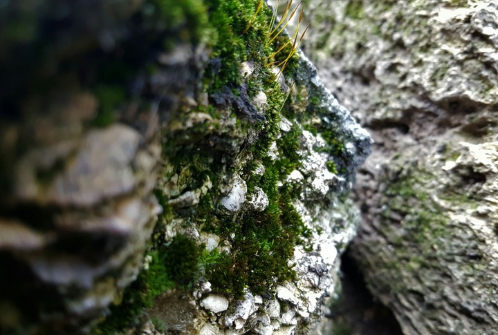 moss