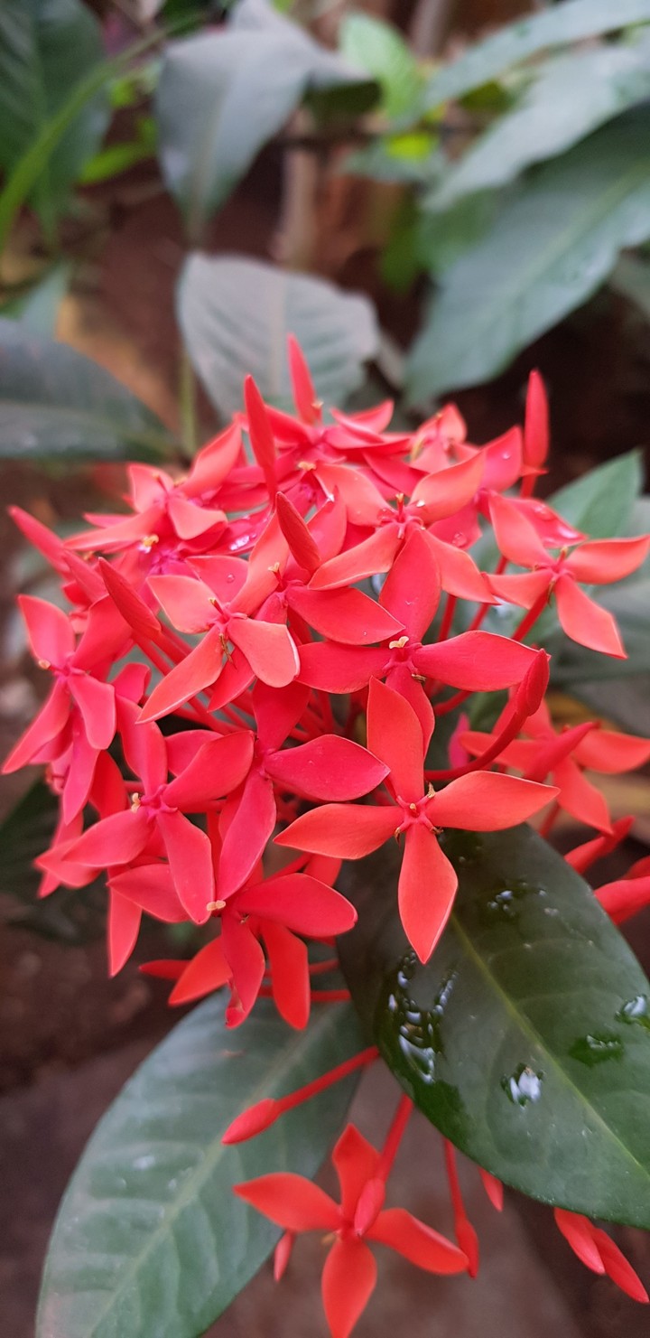 Red Little Flower