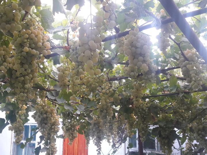 Grapes