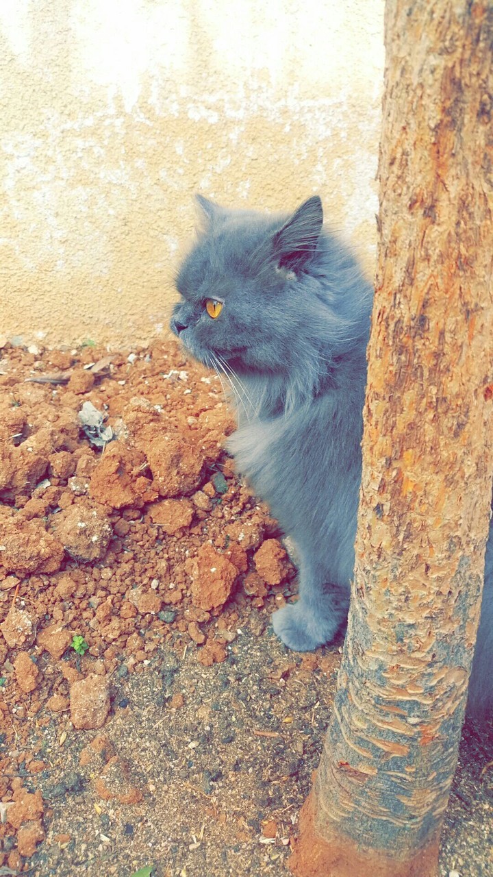 my shoho