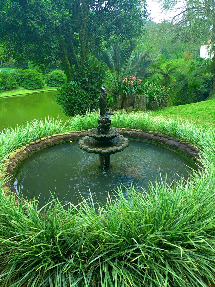 plants