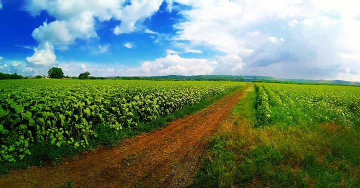 Landscape