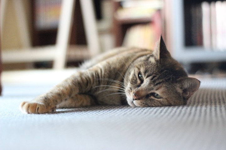 졸린 고양이