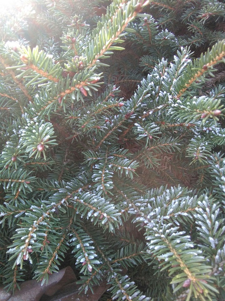 Hoarfrost