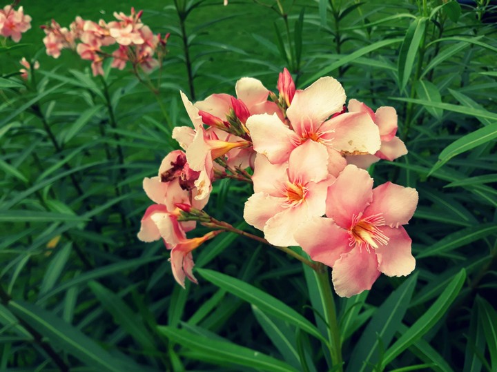 Flowers