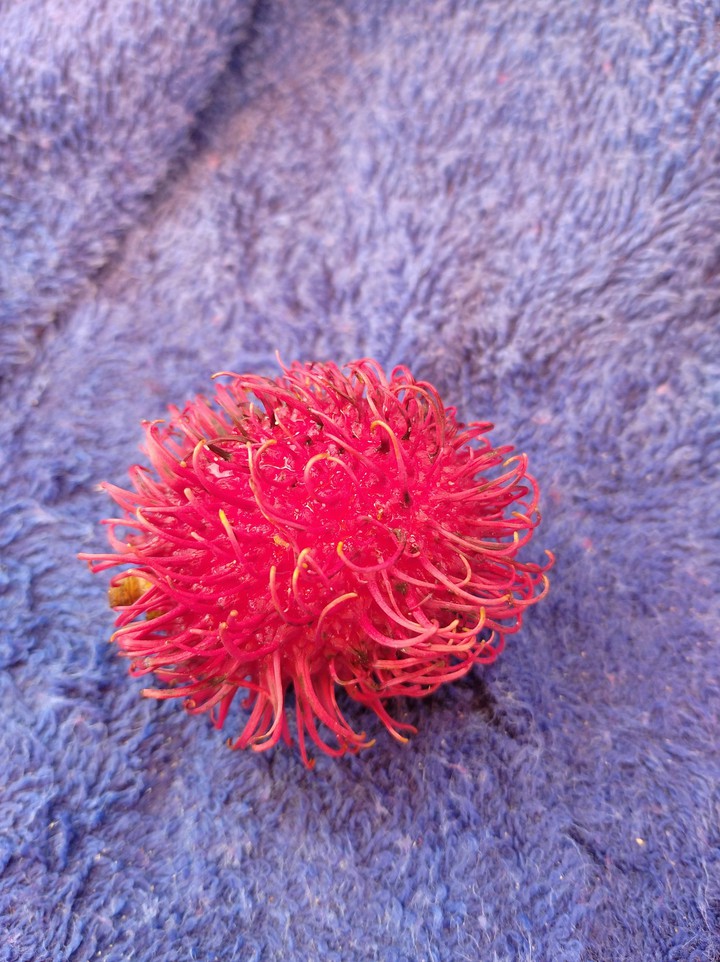 exotic fruit