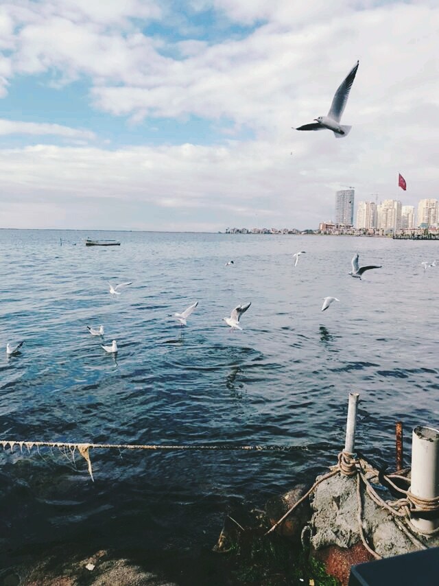 martı