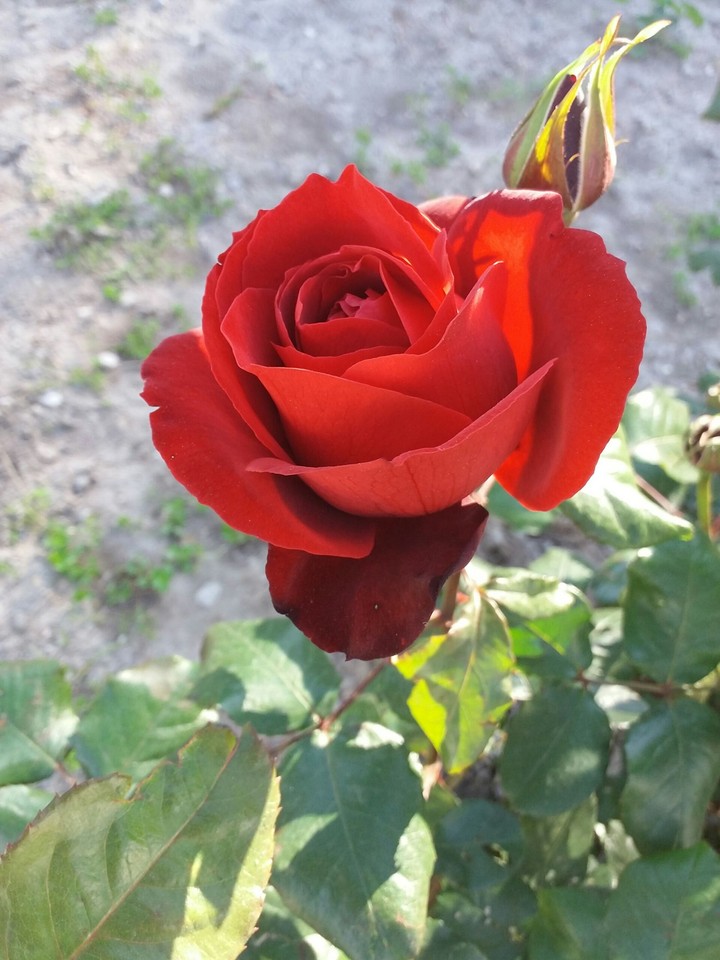 Love of red