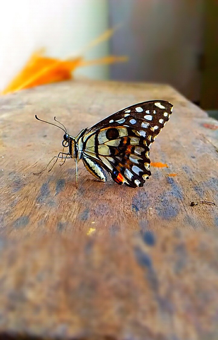 Butterfly