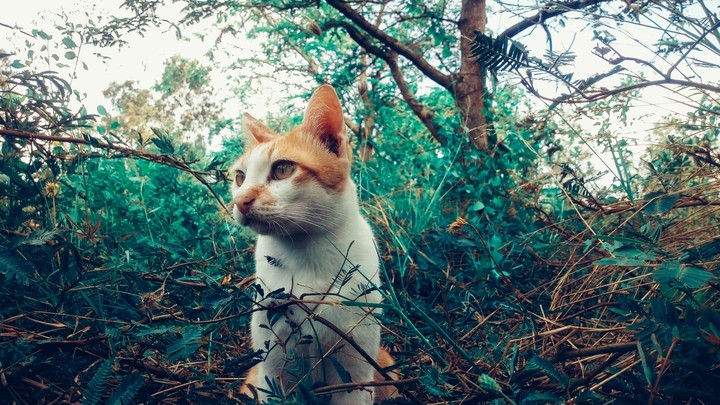 cat