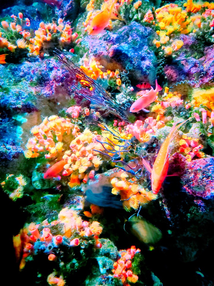 魚(カラフル)
