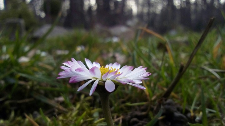 flower