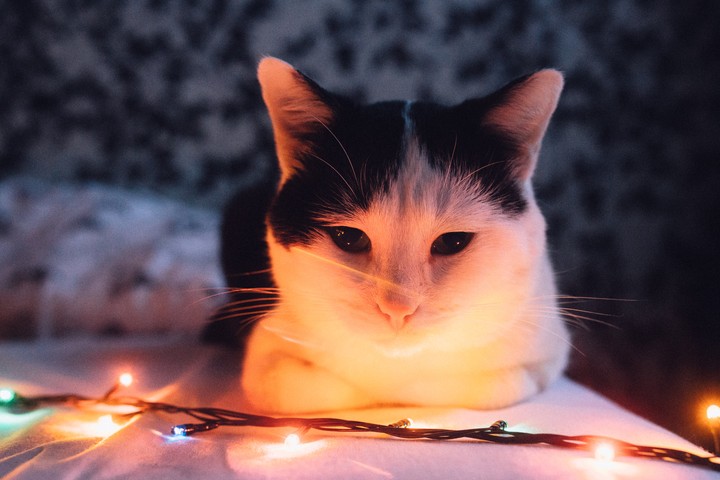 Котейка