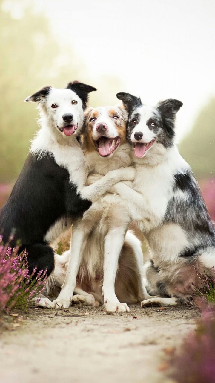 Dogs
