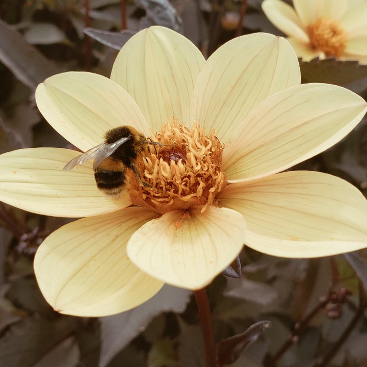 Bee happy