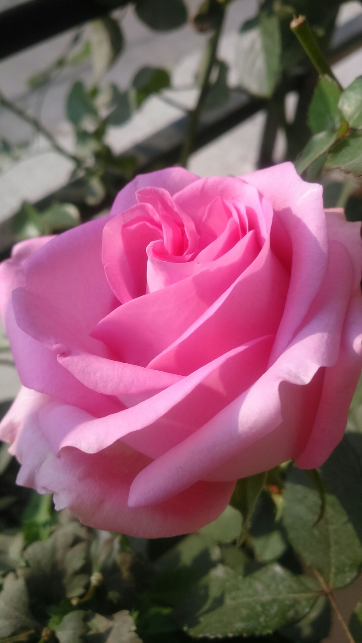 pretty pink