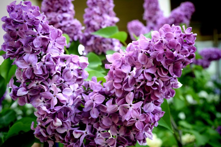 lilac