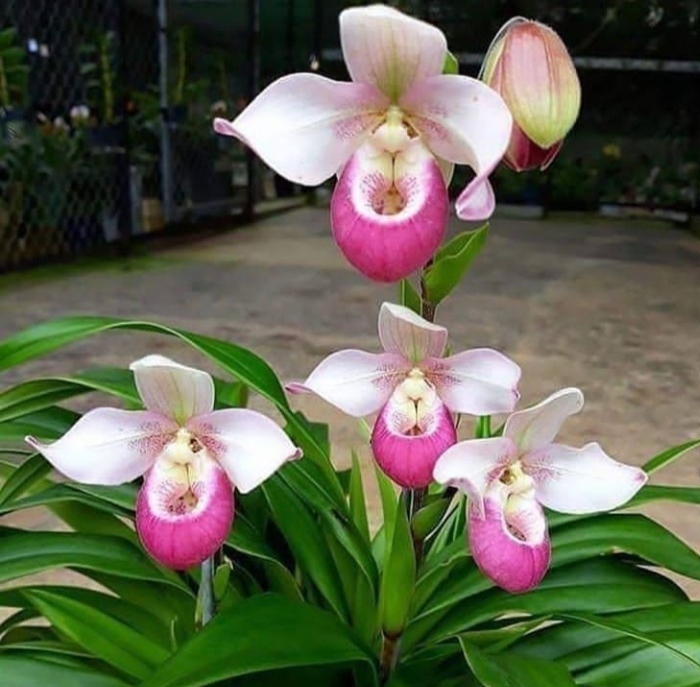 orchid