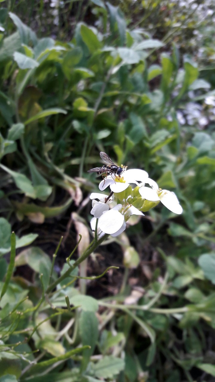 Osa