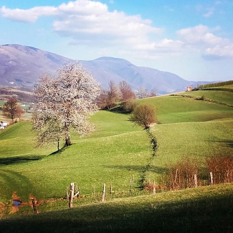 Spring