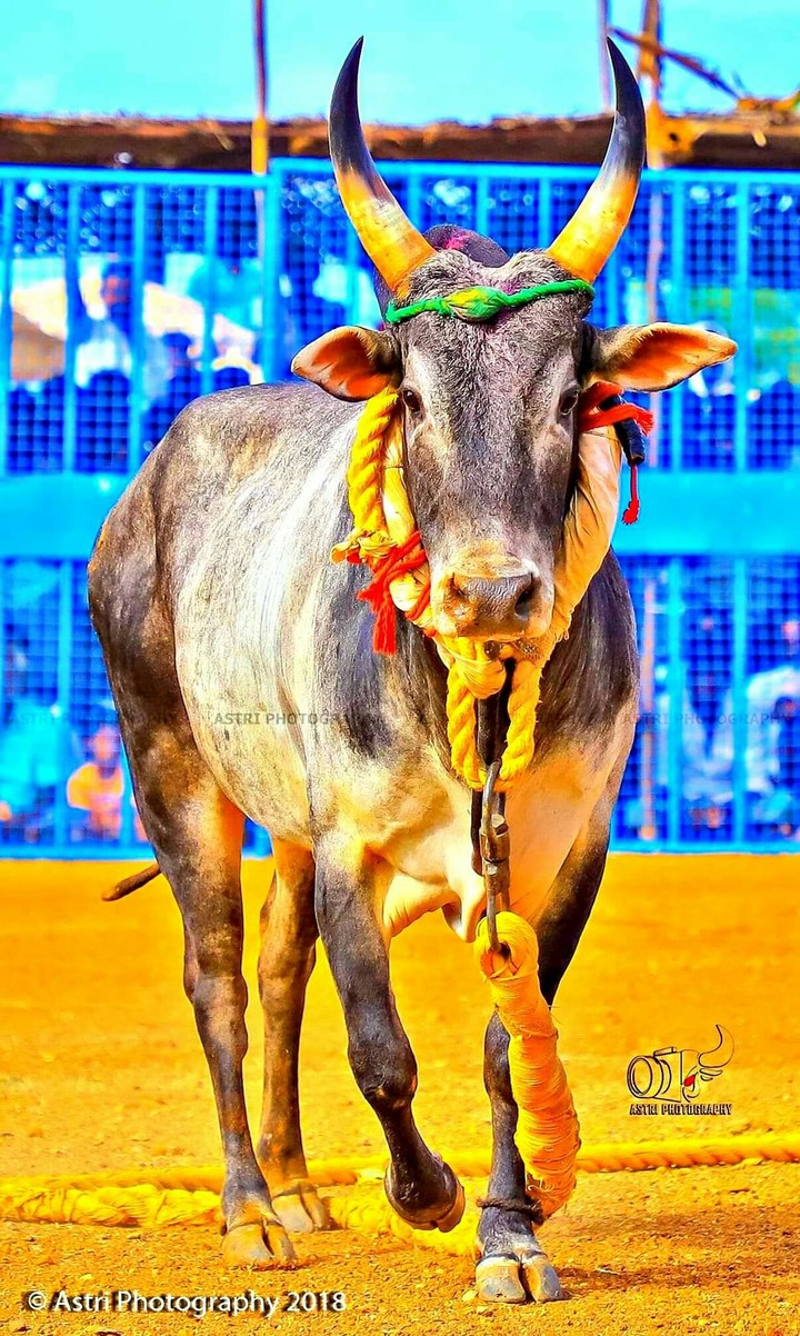 Manjuvirattu