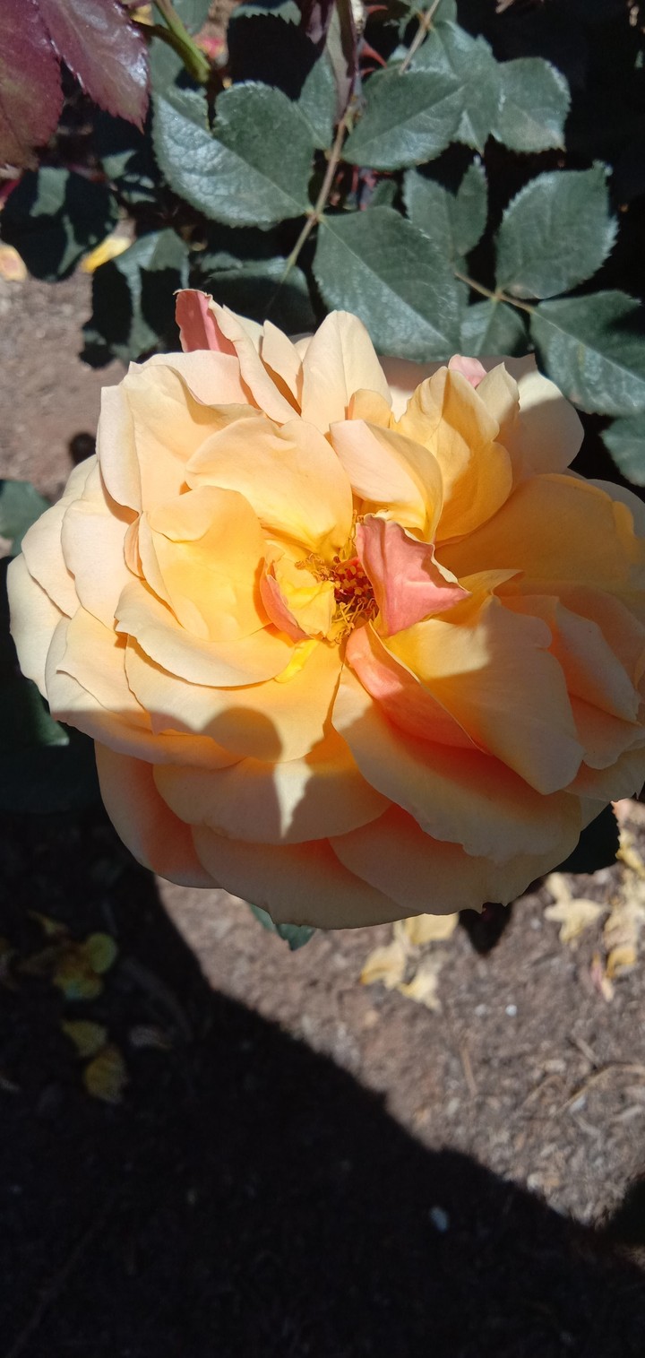 rose garden