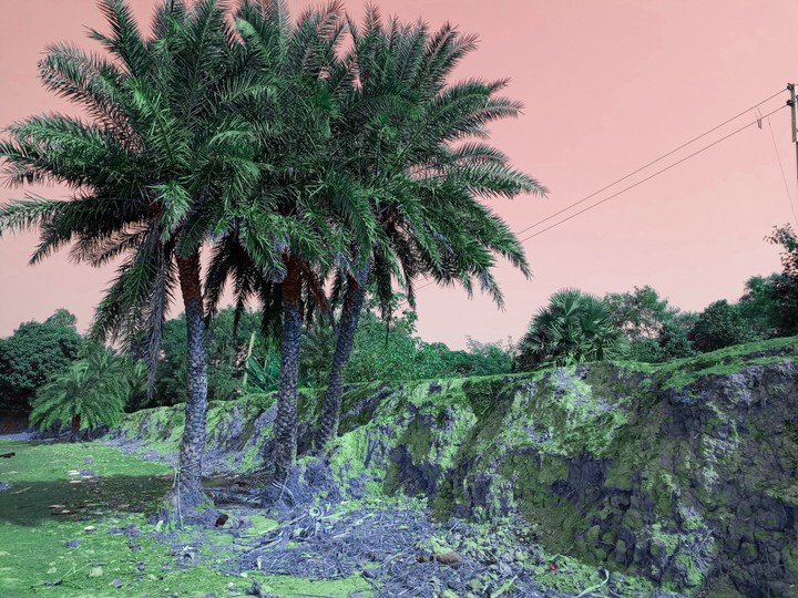 Village Tree