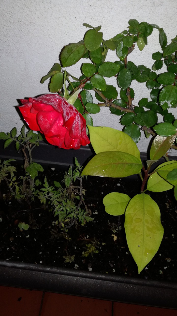Rosa mosqueta/tomates y aguacate