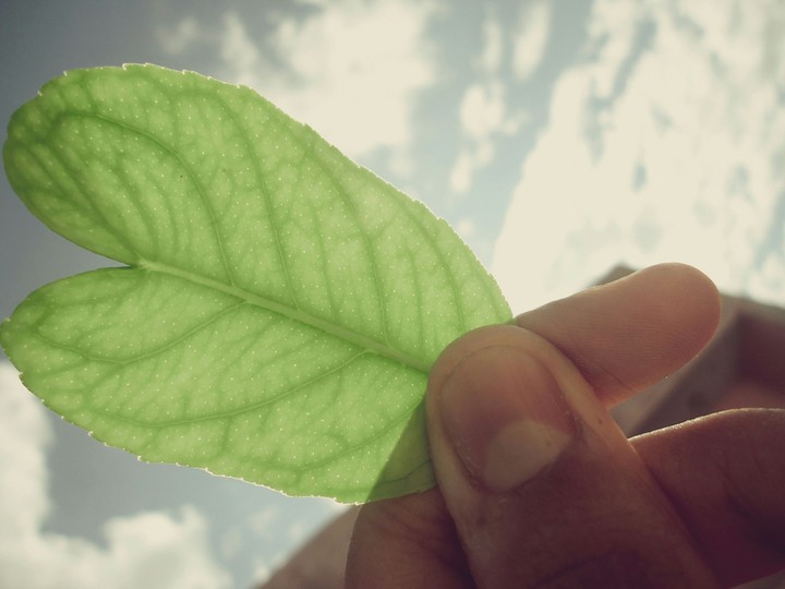 Green Leaf Heart...