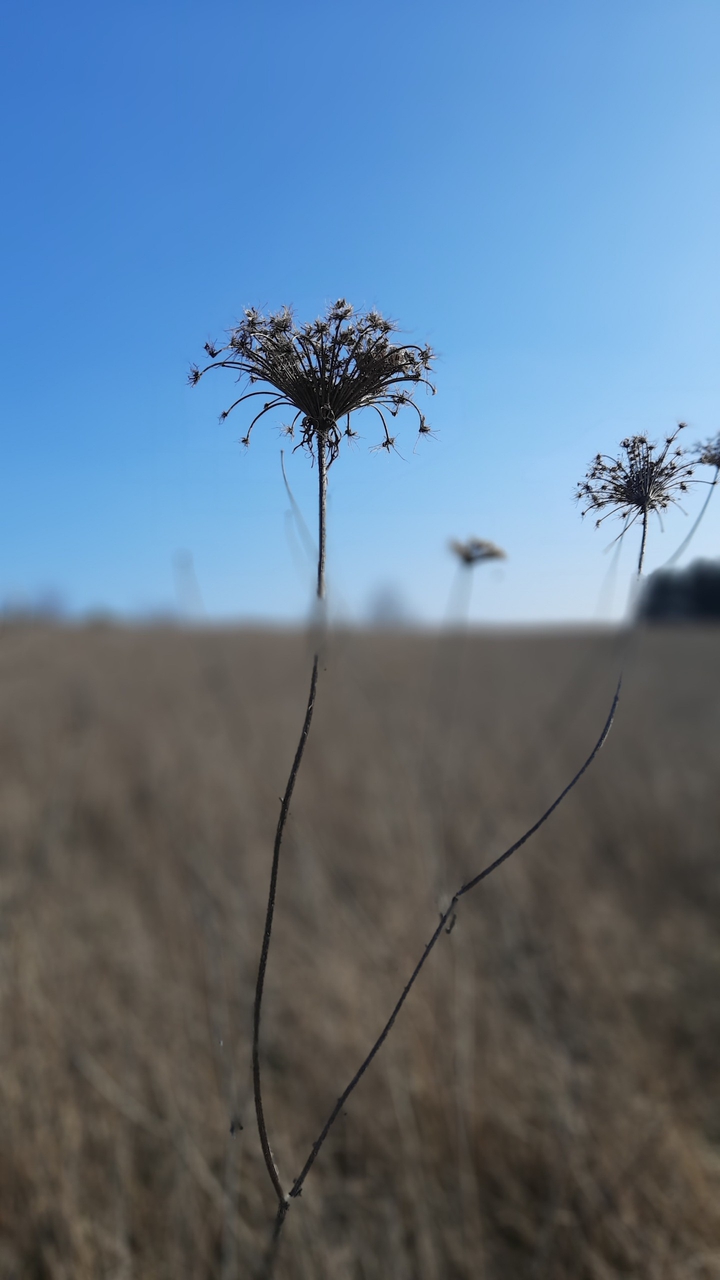 desert flower
