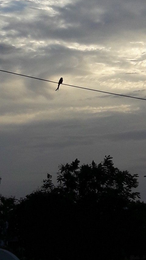 sparrow