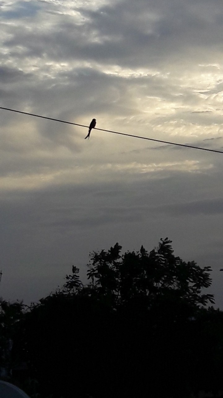 sparrow