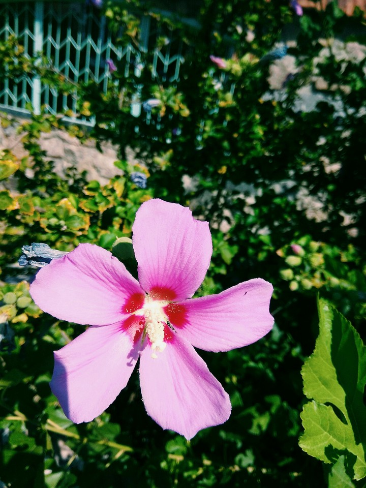 pretty flower