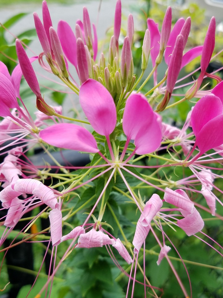 Pink flower